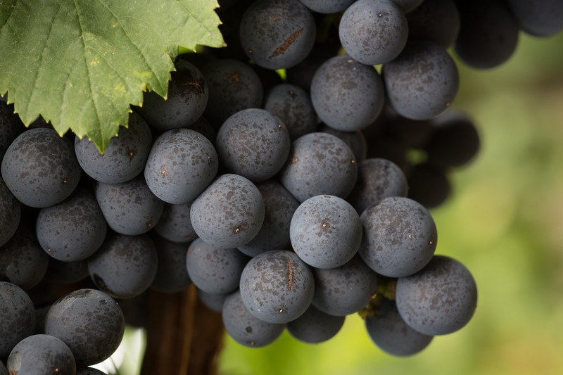 Cabernet Franc Grapes