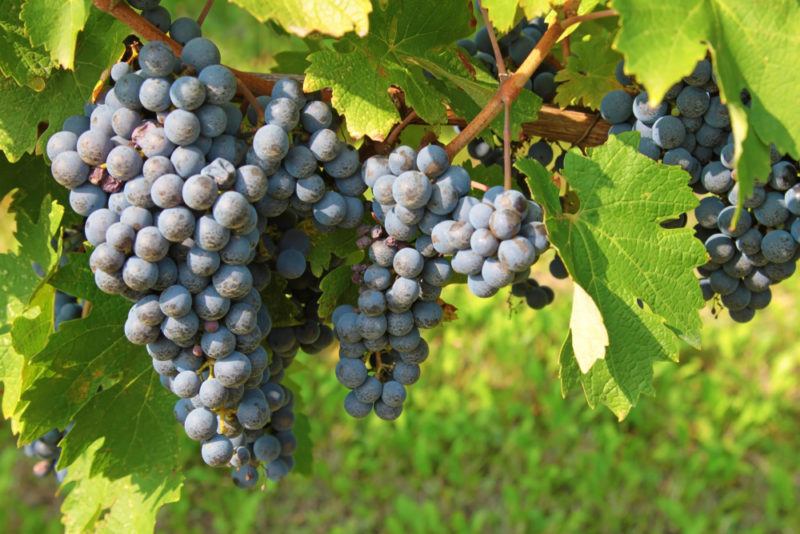 Cabernet Sauvignon Grapes