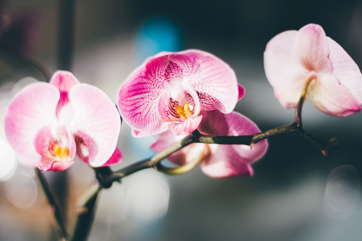 Close up of a pink and white moth orchids 