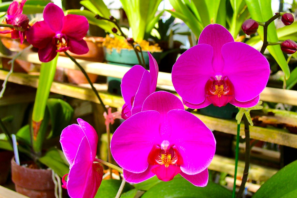 Solid vibrant pink orchid in a pot - shelves of pots in the background