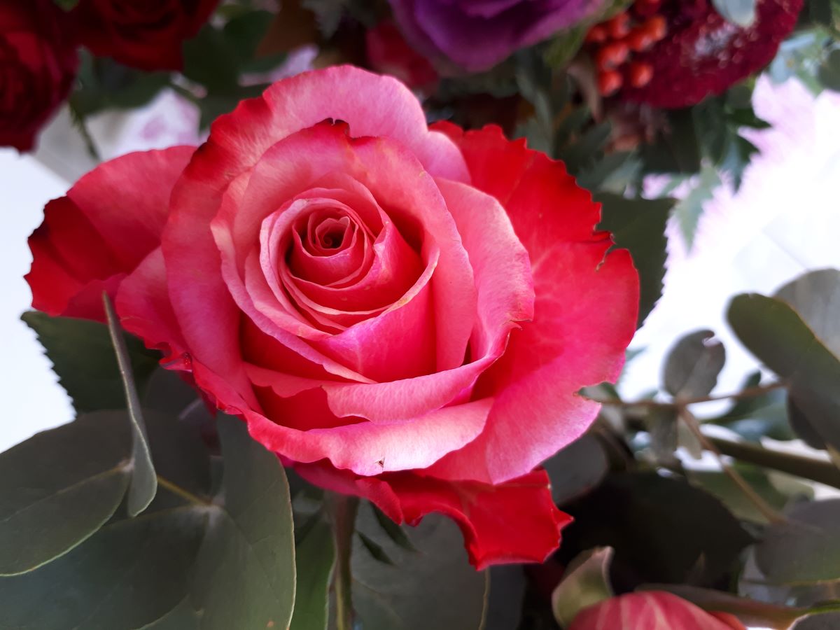 Close up of red rose with faded bouquet  in the background