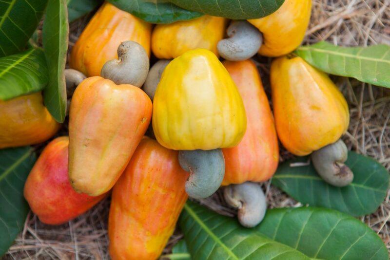 Cashew fruits with the nuts still attached, which will be used to make Indian alcohol