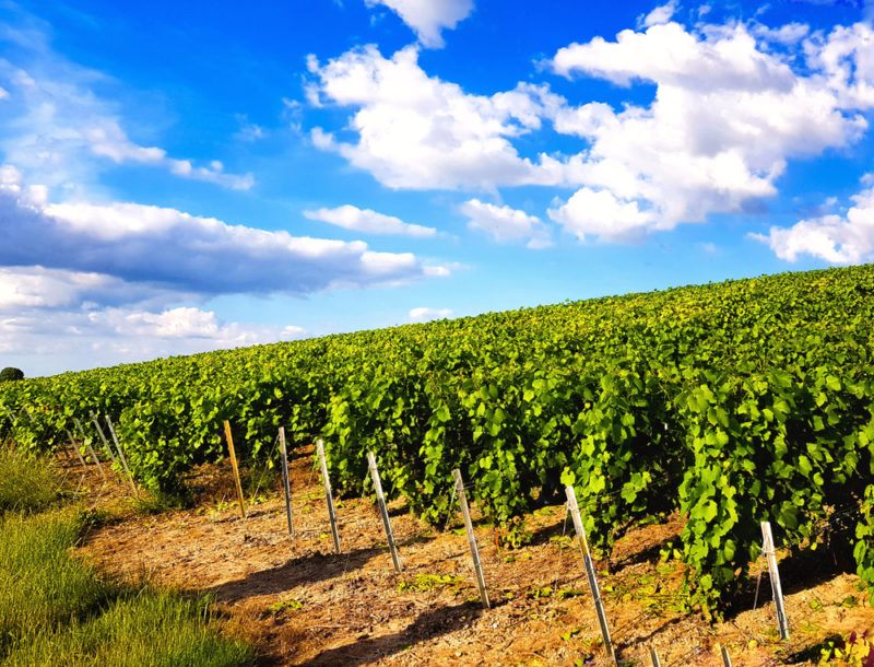 Champagne Vineyards with Pinot Meunier Grapes