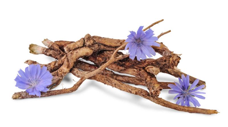 Dried chicory roots with purple flowers isolated on a white background