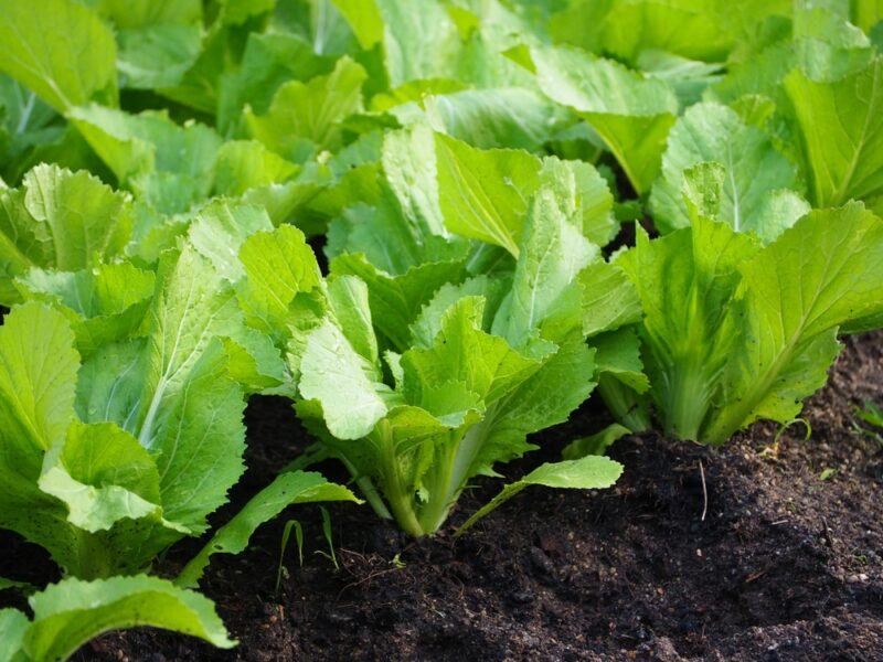 A collection of Chinese mustard greens growing in a garden