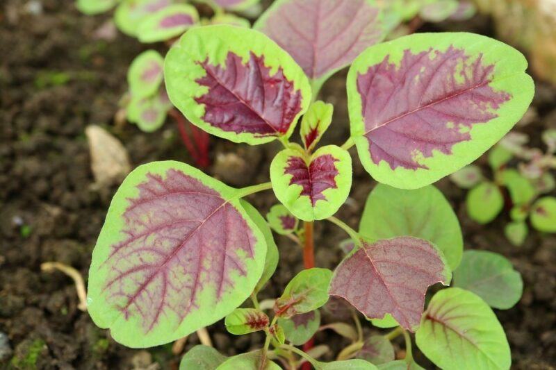 Bright red and green leaves of Chinese spinach or red amaranth growing in a garden