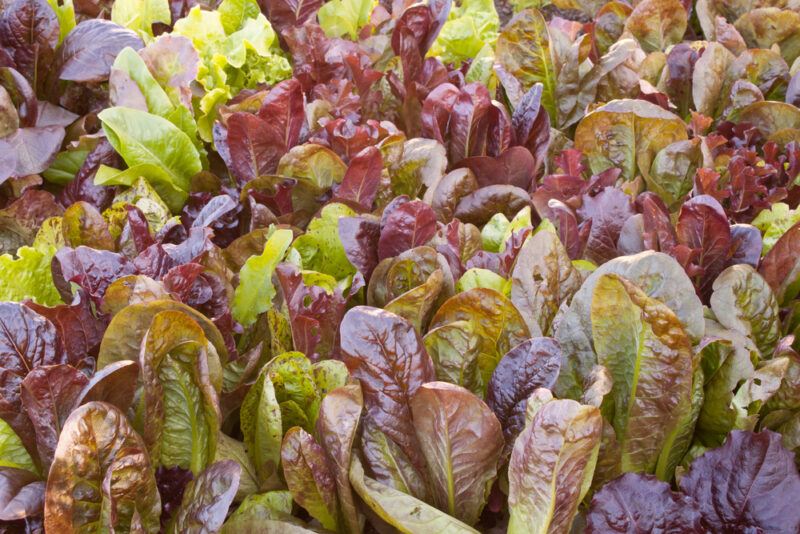 closeup image of a row of planted Cimmaron lettuce on the ground