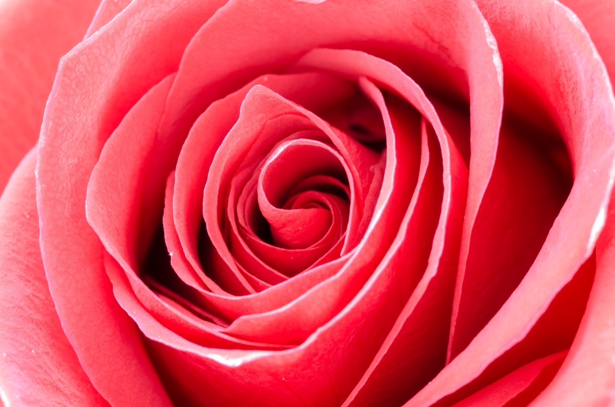  Rose of the Month Club - Close up of center of coral colored rose