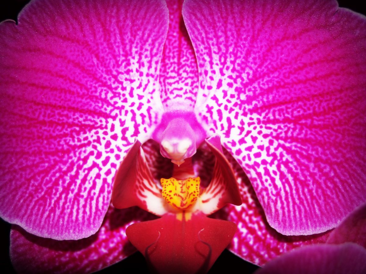 Close up of the center of the pink orchid showing bits of white and yellow