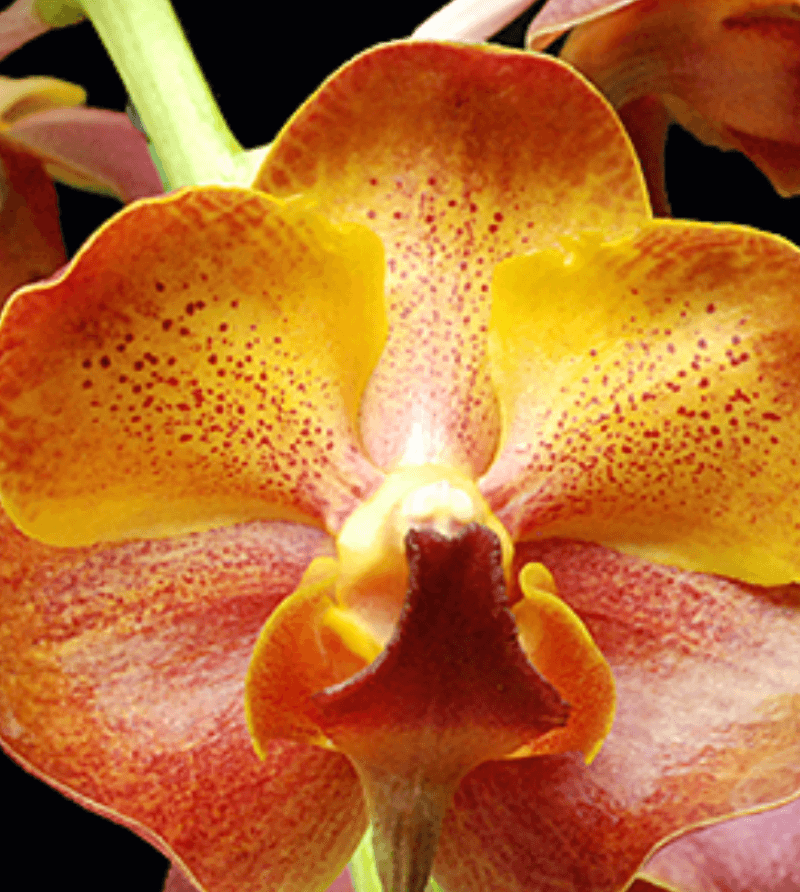 Close up of a Yellow and orange-red orchid