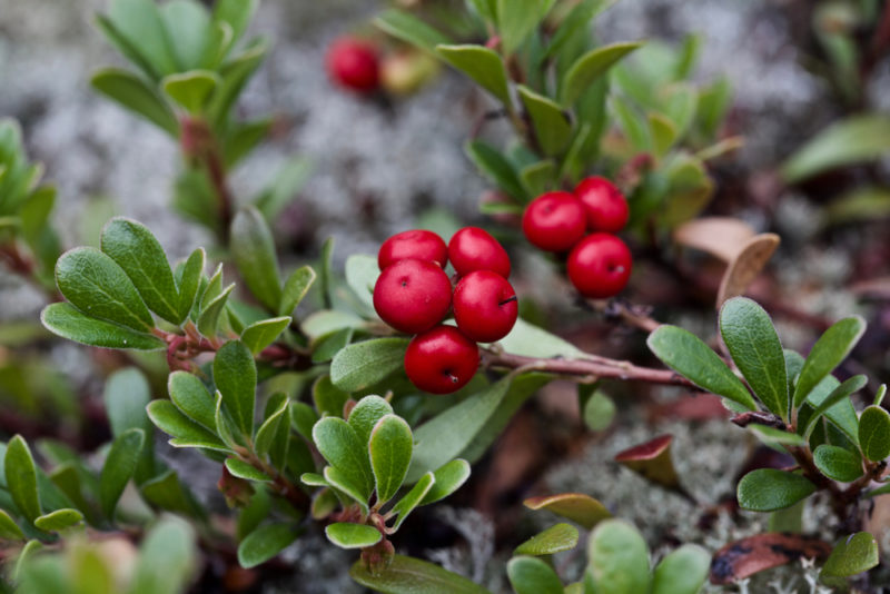 een close-up beeld van berenbessen die in kleine clusters groeien