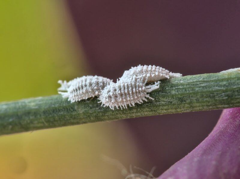 A stem with three cochineal insects. This type of insect is used to make red food coloring.