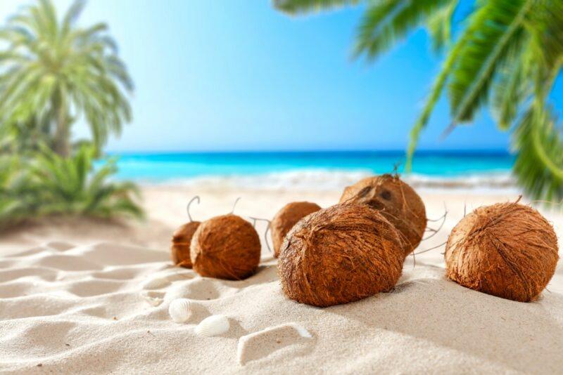 Some fresh coconuts on the sand on a tropical beach, beneath a blue sky