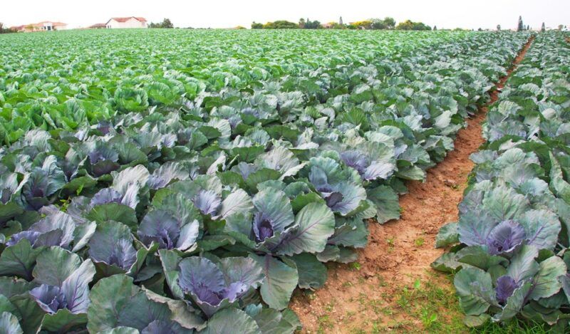 A large field that contains many rows of collard greens growing