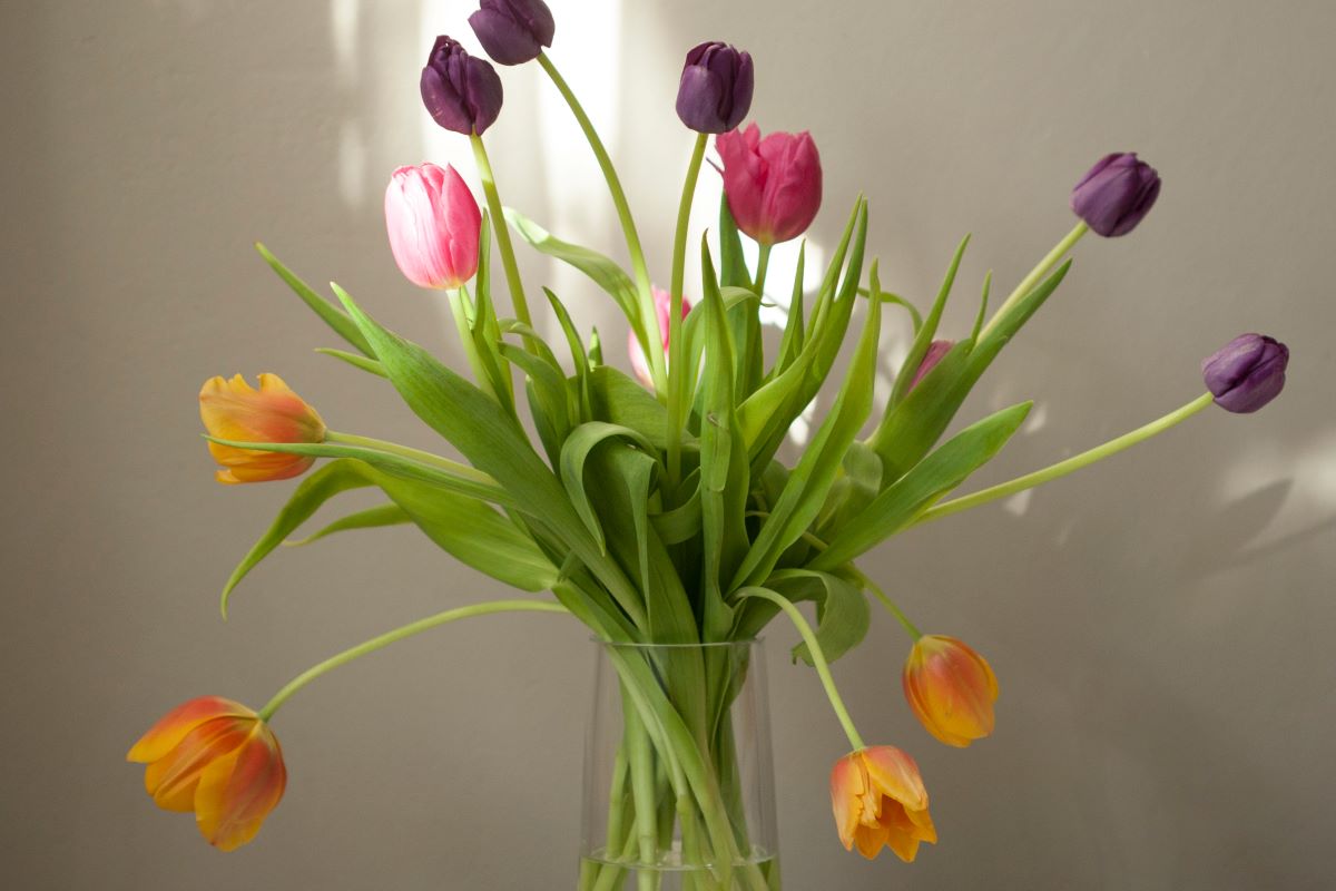 Colorful Tulips in a glass vase with white wall background