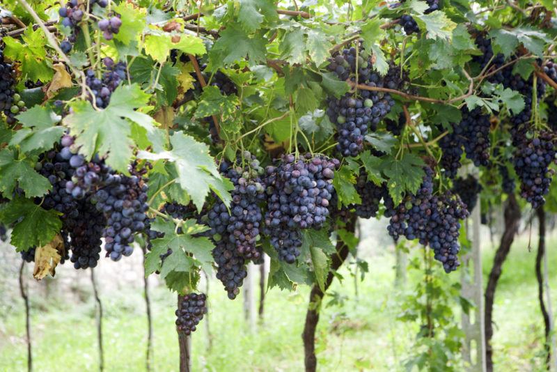 Corvina Grapes in a Vineyard