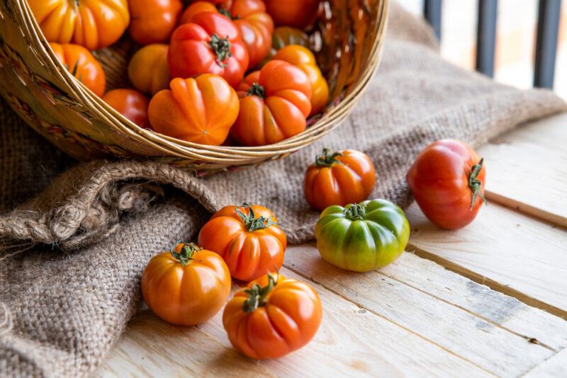 on a wooden surface is a toppled over basket with Costoluto fiorentino tomatoes resting on top of a burlap, with loose Costoluto fiorentino tomatoes beside it