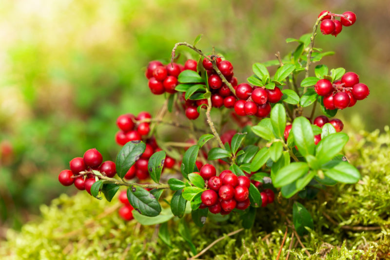 Bright red cowberries and the green leaves from the plant growing on moss on a forest floor