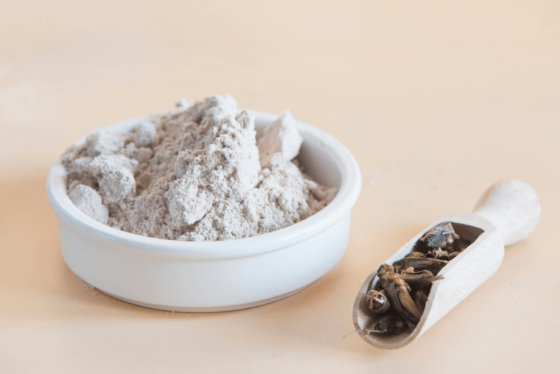 A light table with a small white dish of cricket flour and a scoop of crickets