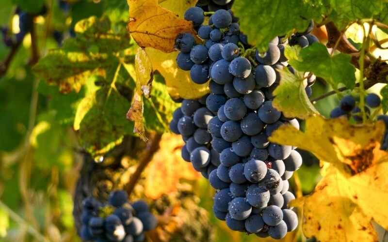 Large ripe bunches of black grapes growing on vines