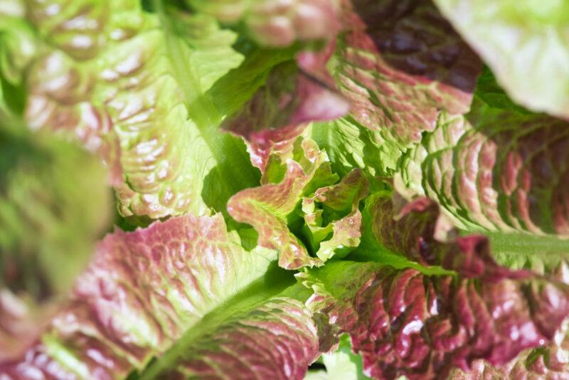 closeup image of De Morges Braun lettuce' leaves