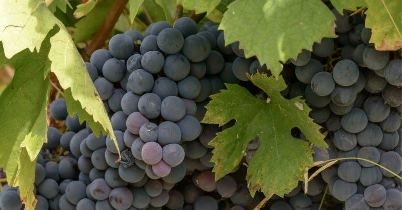 Dolcetto Grapes