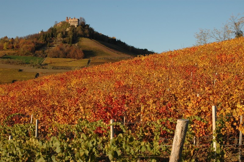 Dolcetto vineyard in the Langhe region during Autumn