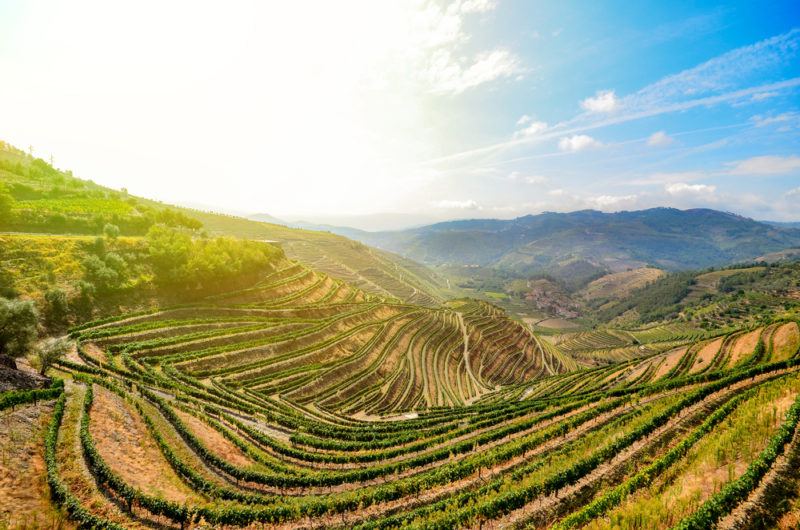 Douro Valley in Porto wine region