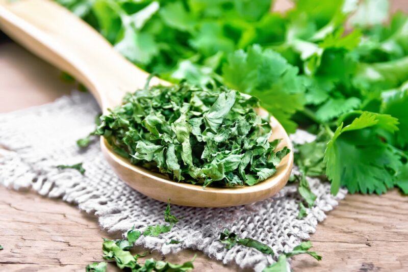 A wooden spoon of dried cilantro on a table, with fresh cilantro in the background