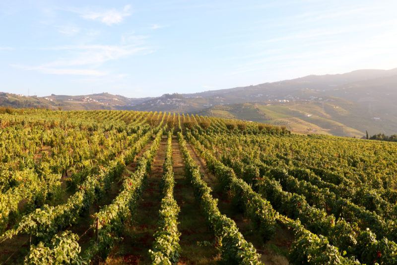 Duro Vineyard with Touriga Franca Grapes