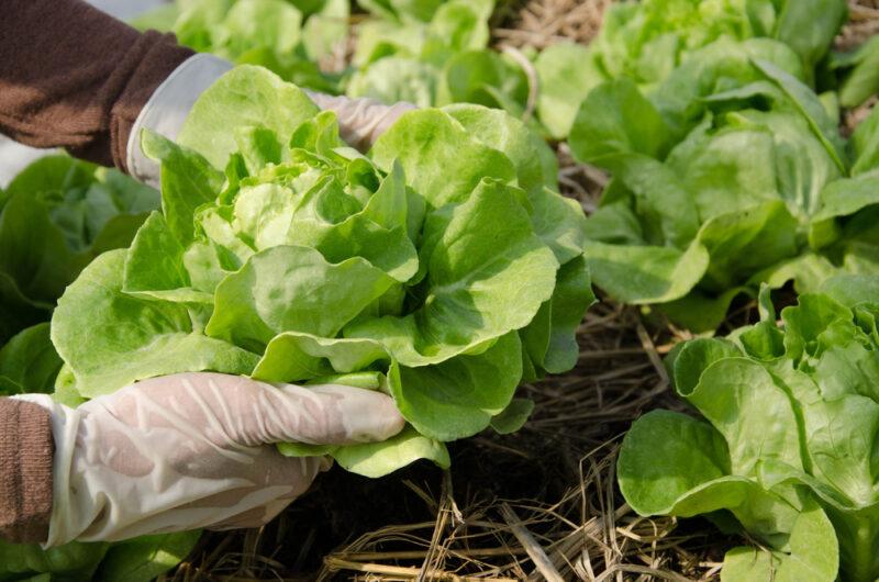 hands harvesting a head of Dynamite lettuce