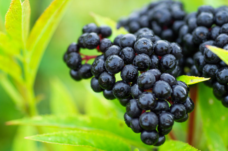 Schwarze Holunderbeeren, die gegen hellgrünes Laub wachsen