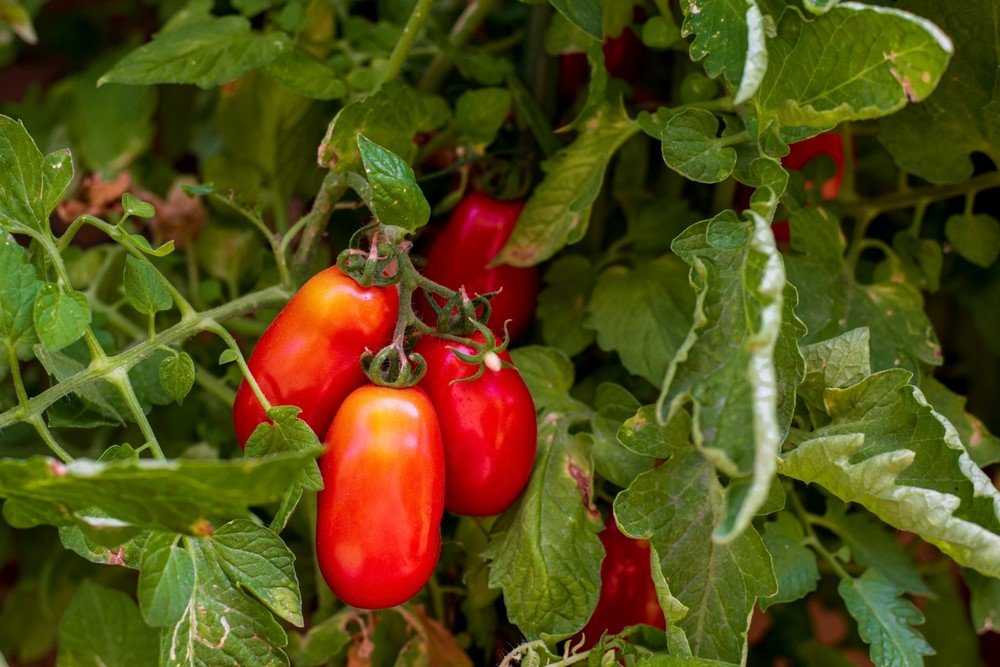 The Best Tomato Varieties For Your Home Garden Food For Net