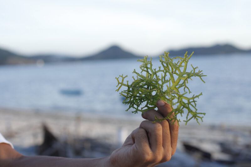 a hand holding a bunch of eucheuma with the sea and mountain ranges as background