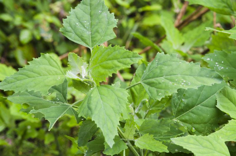 The leaves of a Fat Hen plant