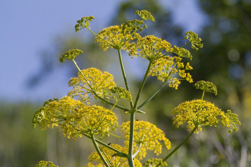 This photo shows several bunches of yellow fennel flowers against a blue sky.