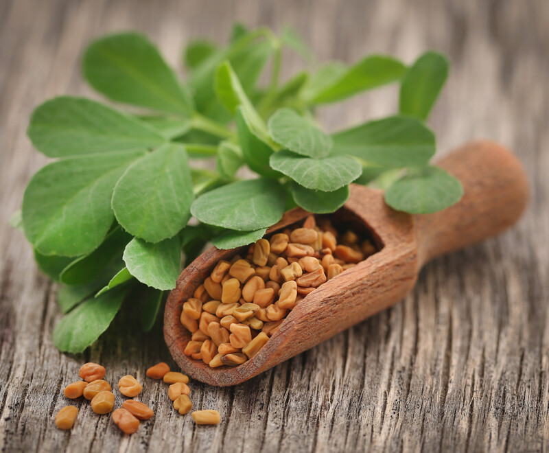 Wooden scoop with fenugreek seeds with fresh fenugreek leaves against an old wooden table.