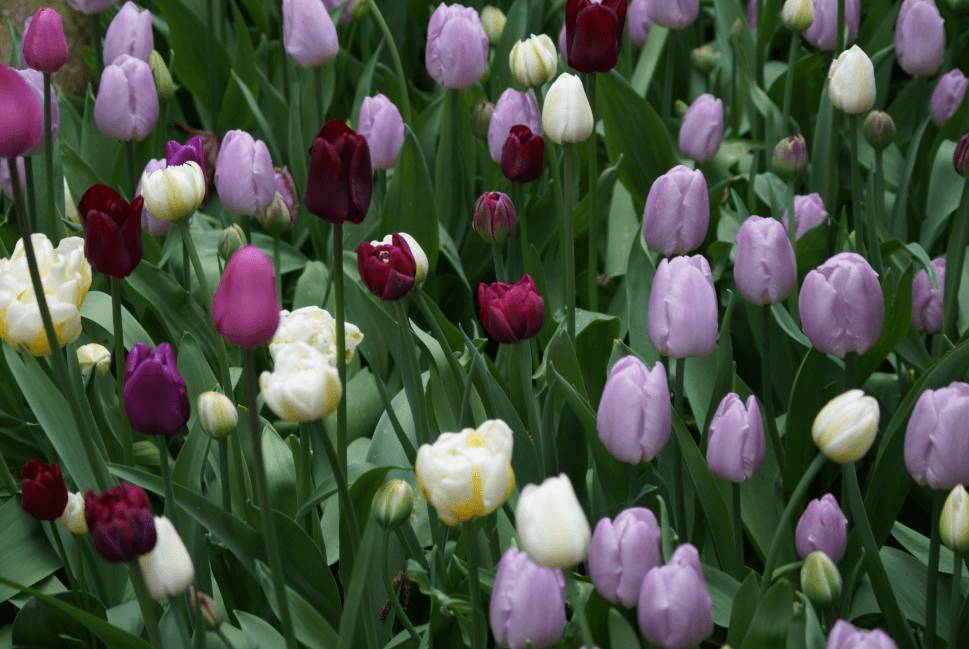 Field of purple, lavender, and white tulips