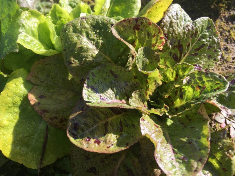 closeup image of a planted Forellenschluss on the ground