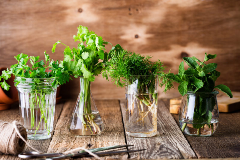 Four types of green herbs in glass jars including cilantro, parsley, dill, and mint