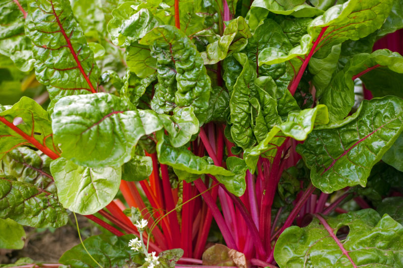 Fresh Swiss chard growing in a garden with red and pink stalks