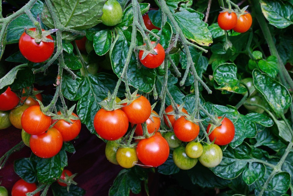 The Best Tomato Varieties For Your Home Garden Food For Net