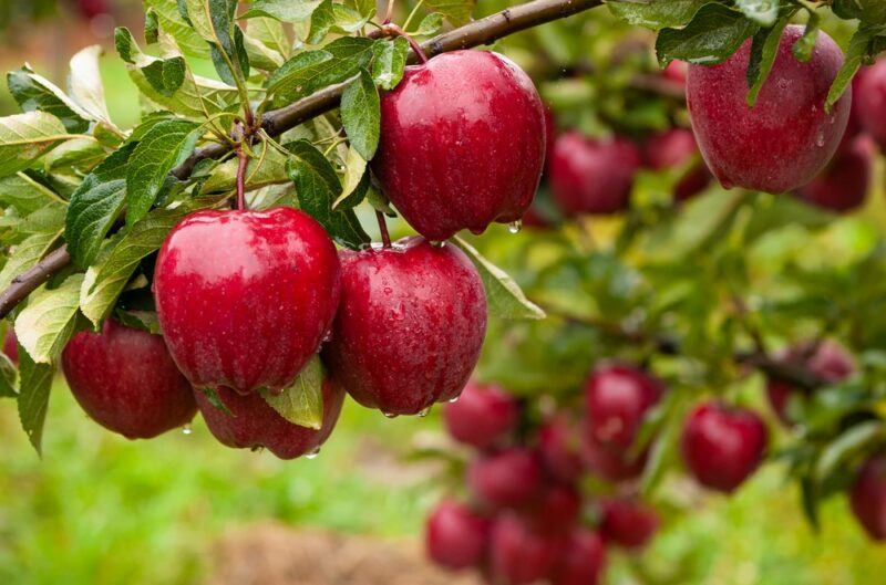 Fresh red apples growing on a tree