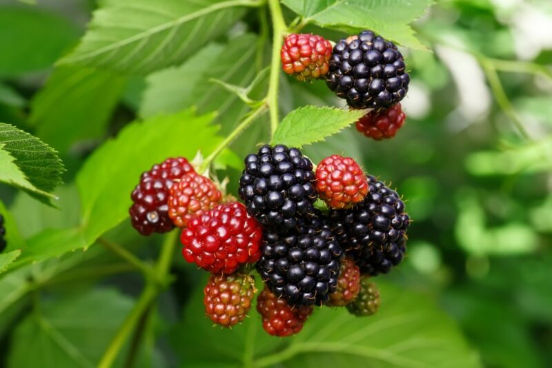 Fresh blackberries growing on the vine. Some of them are ripe, but many more aren't