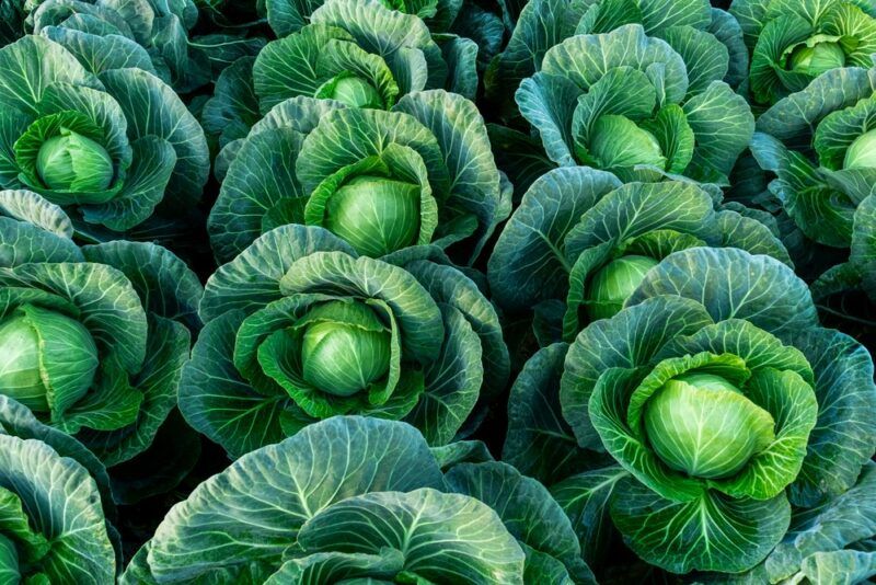 A large number of fresh cabbages growing outside