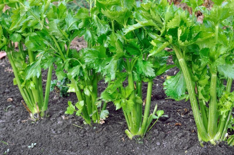 Fresh celery growing in dark dirt in the garden