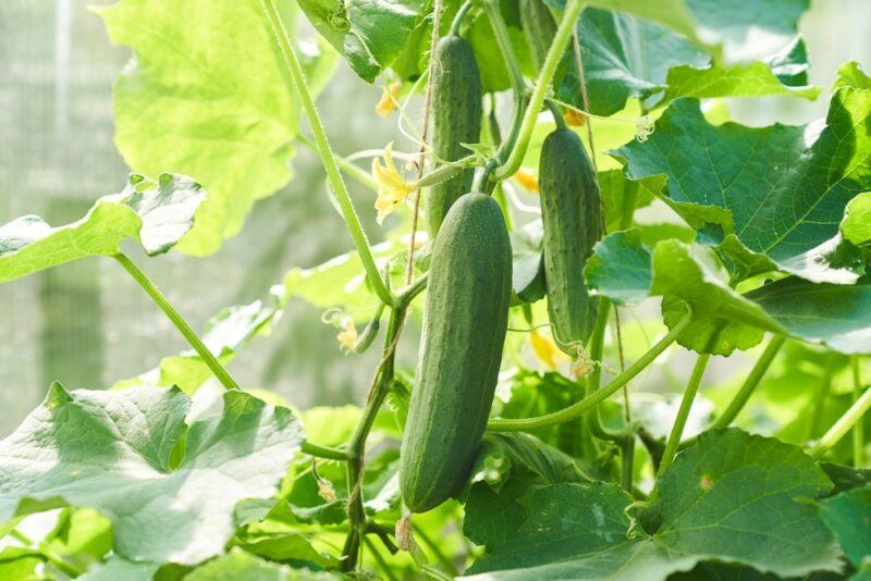 Fresh cucumbers growing in the garden with leaves all around