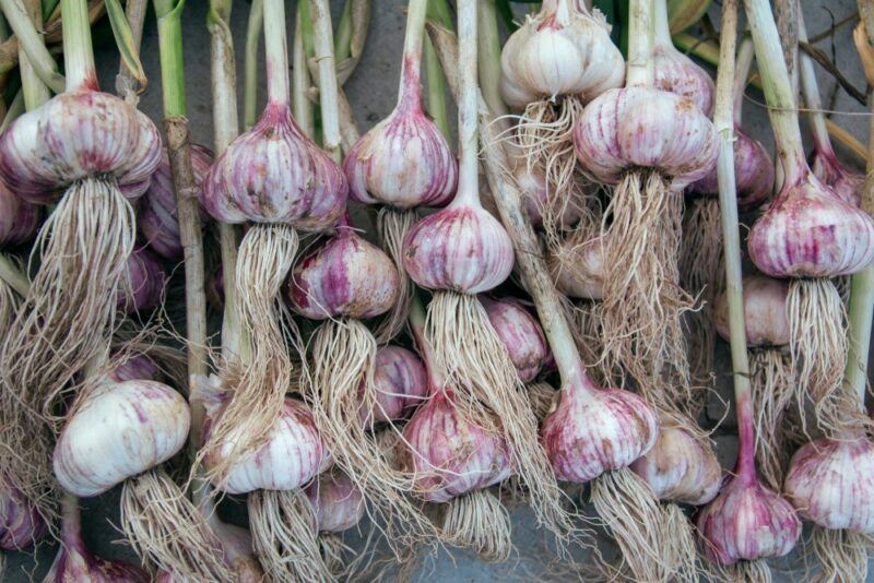 Many purple and white garlic cloves with their stems and roots still attached