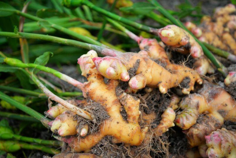 Ginger growing in the ground with stems coming up from it