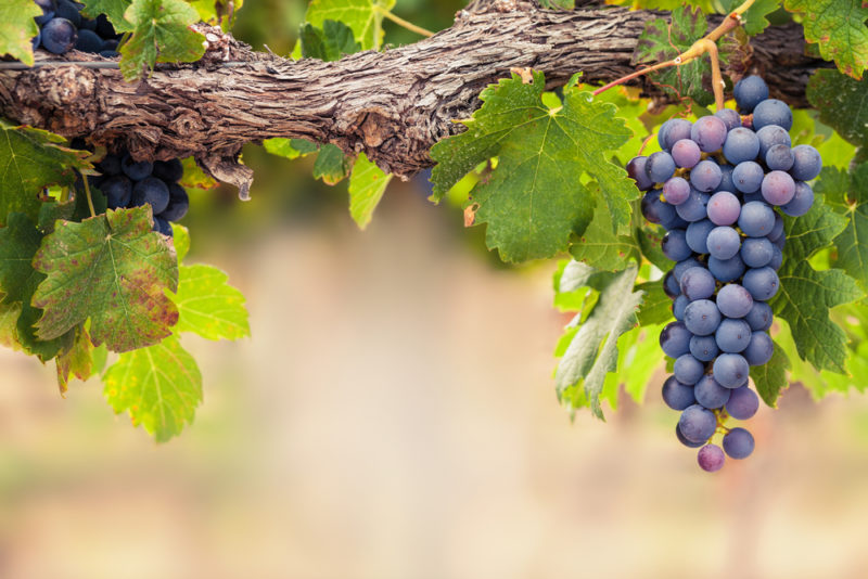 Eine Weinrebe mit einer einzigen großen Weintraube, die daran hängt. Der Weinberg im Hintergrund ist unscharf.